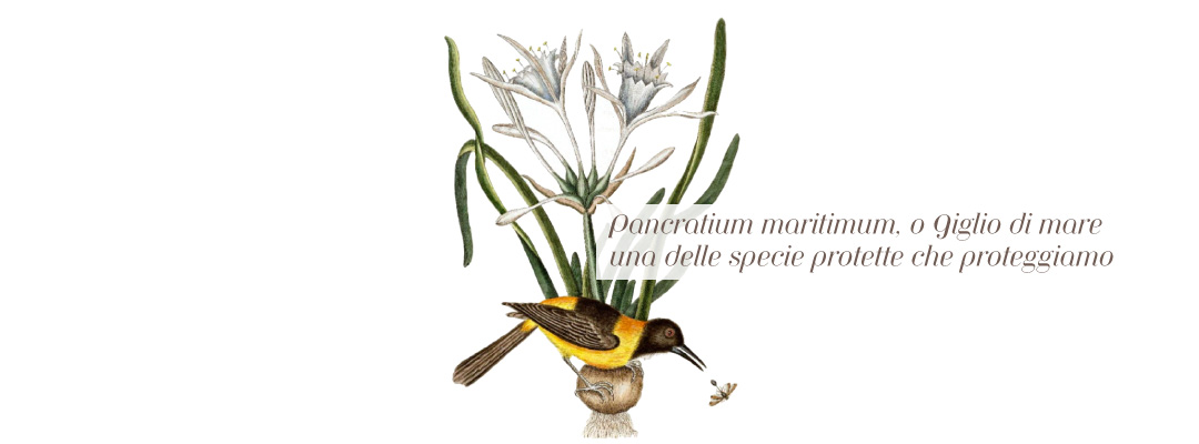 Pancratium maritimum, Giglio di mare