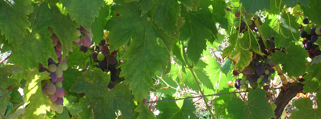 I nostri prodotti: l'uva con cui facciamo il nostro vino Aleatico