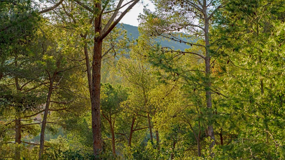 Camping - Camping Orti di Mare, Isola d'Elba.