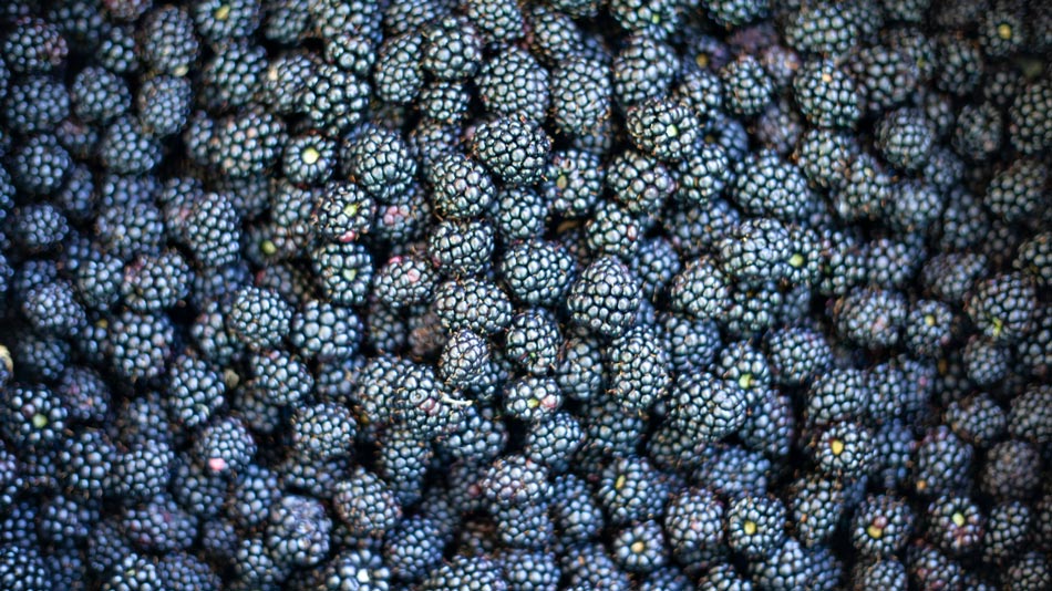 Fruits, vegetables, jams, bread and biscuits, wine; the fruit of our work. Camping Orti di Mare, Lacona - Elba Island, Italy