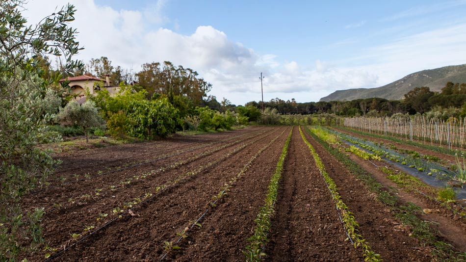 The organic Farm. Camping Orti di Mare, Elba Island, Italy