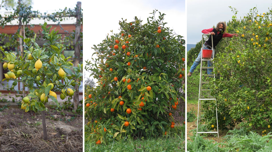 The organic Farm. Camping Orti di Mare, Elba Island, Italy