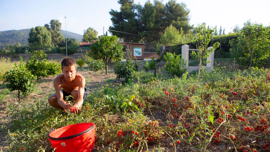 The organic Farm. Camping Orti di Mare, Elba Island, Italy