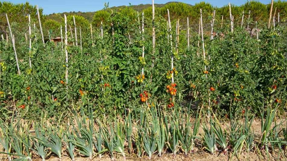 The organic Farm. Camping Orti di Mare, Elba Island, Italy