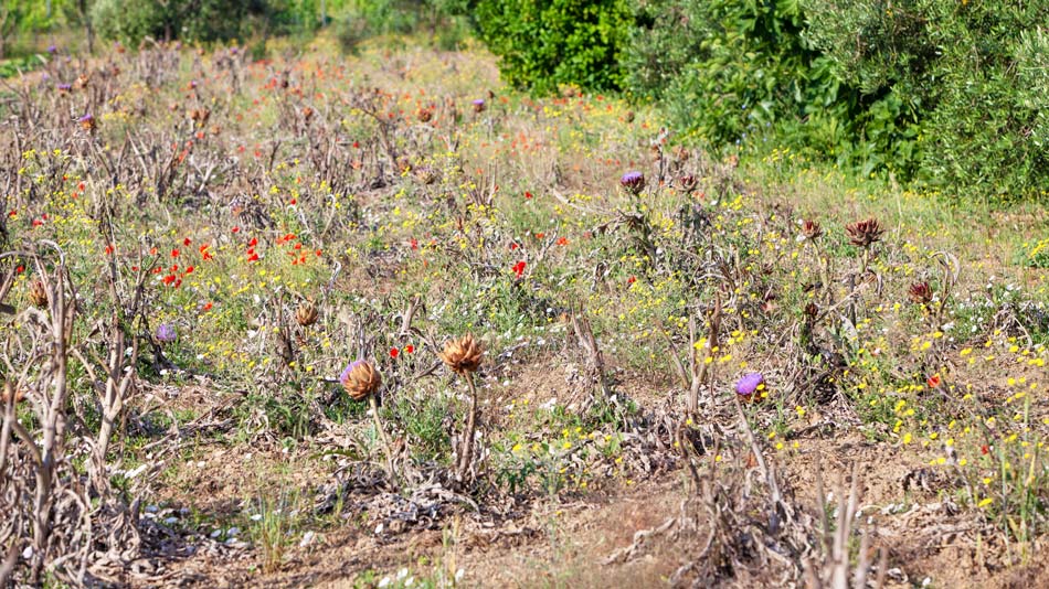 The organic Farm. Camping Orti di Mare, Elba Island, Italy