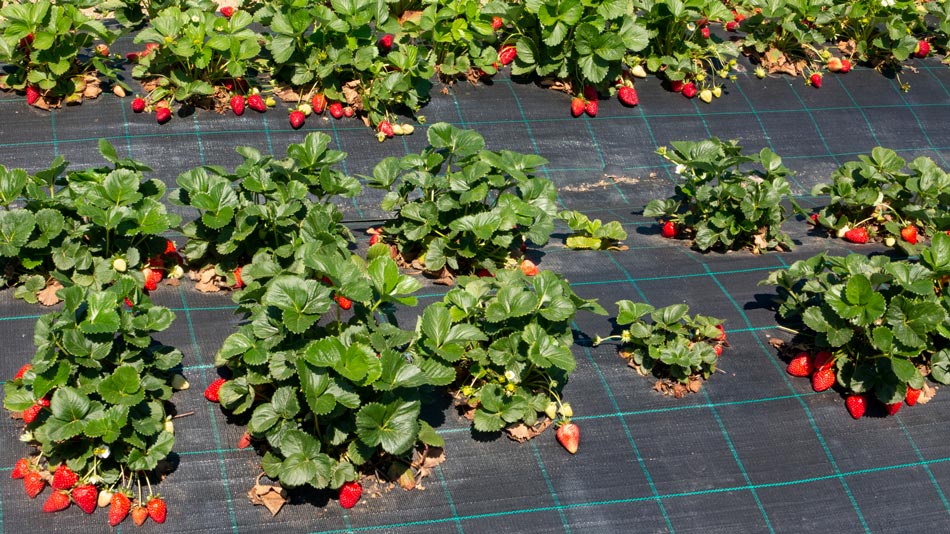 The organic Farm. Camping Orti di Mare, Elba Island, Italy