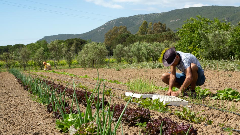 The organic Farm. Camping Orti di Mare, Elba Island, Italy