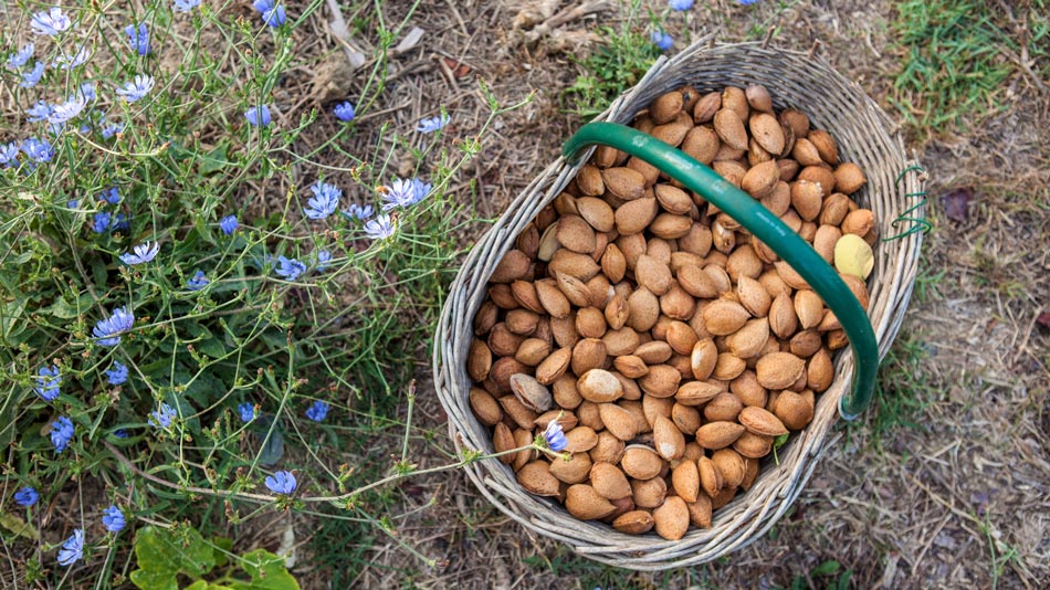 The organic Farm. Camping Orti di Mare, Elba Island, Italy