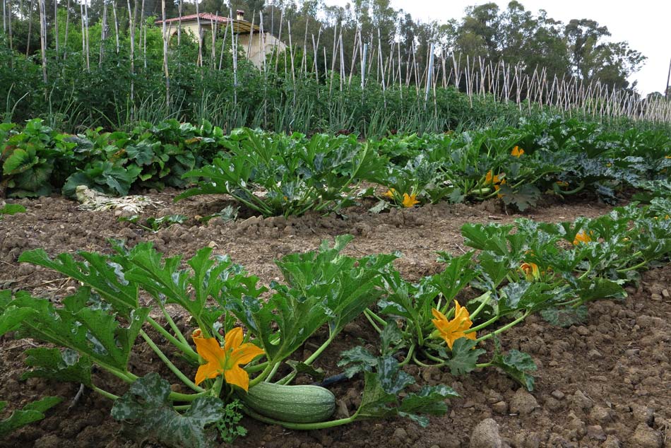 The organic Farm. Camping Orti di Mare, Elba Island, Italy