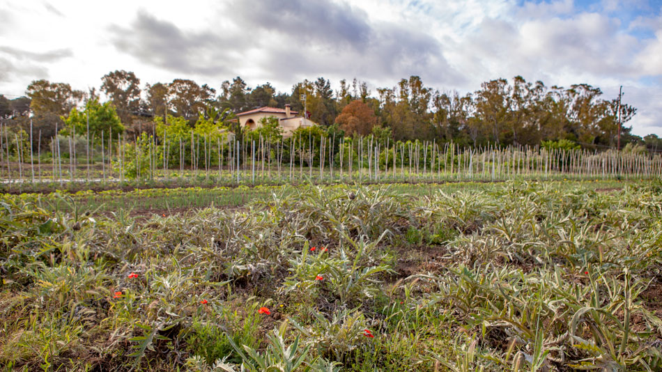 The organic Farm. Camping Orti di Mare, Elba Island, Italy