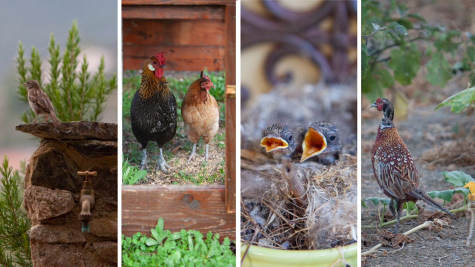 The organic Farm. Camping Orti di Mare, Elba Island, Italy