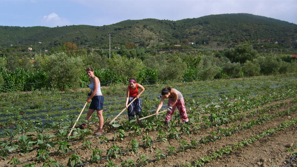 The organic Farm. Camping Orti di Mare, Elba Island, Italy