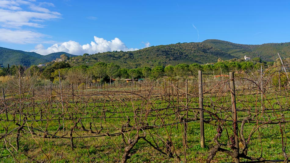 The organic Farm. Camping Orti di Mare, Elba Island, Italy