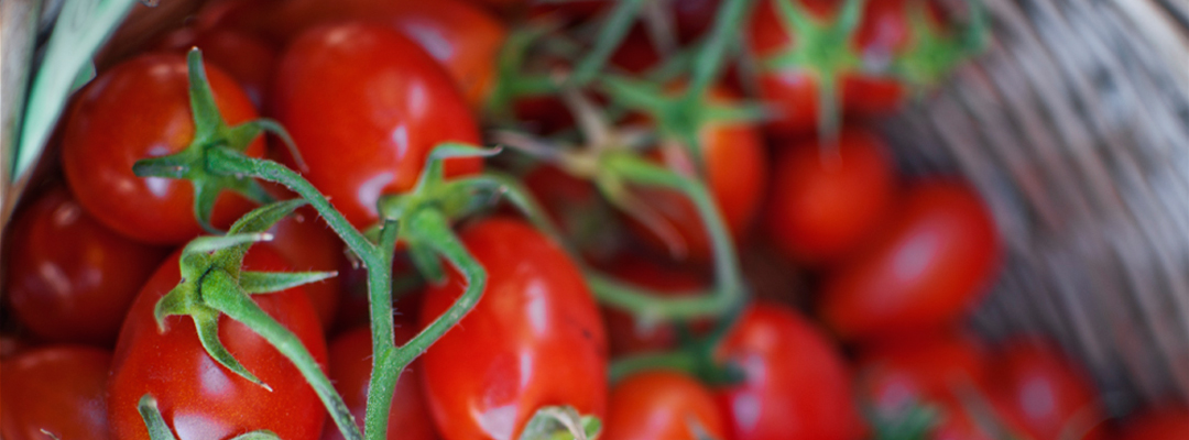 I nostri prodotti: bio pomodori datterini