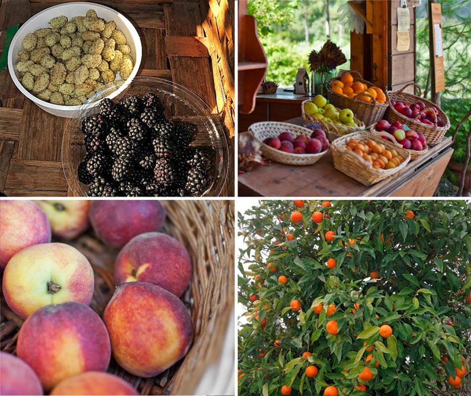 Fruit, groenten, jam, brood en koekjes, wijn; de vrucht van ons werk. Camping Orti di Mare, Lacona - Eiland Elba, Italië