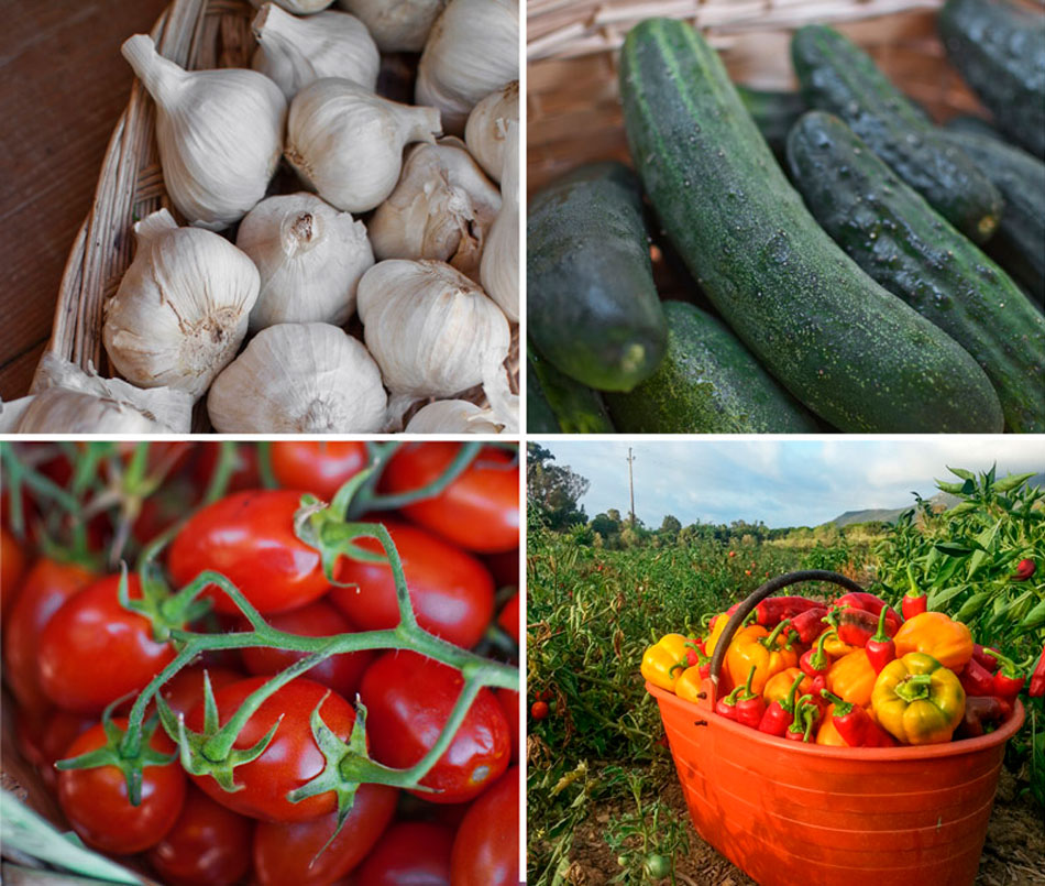 Fruits, vegetables, jams, bread and biscuits, wine; the fruit of our work. Camping Orti di Mare, Lacona - Elba Island, Italy