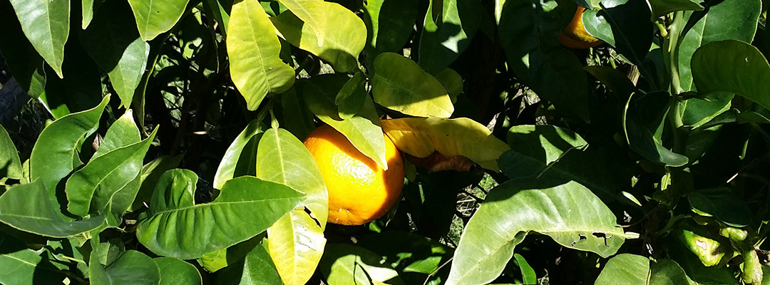 I nostri prodotti: i limoni con cui prepariamo la nostra marmellata