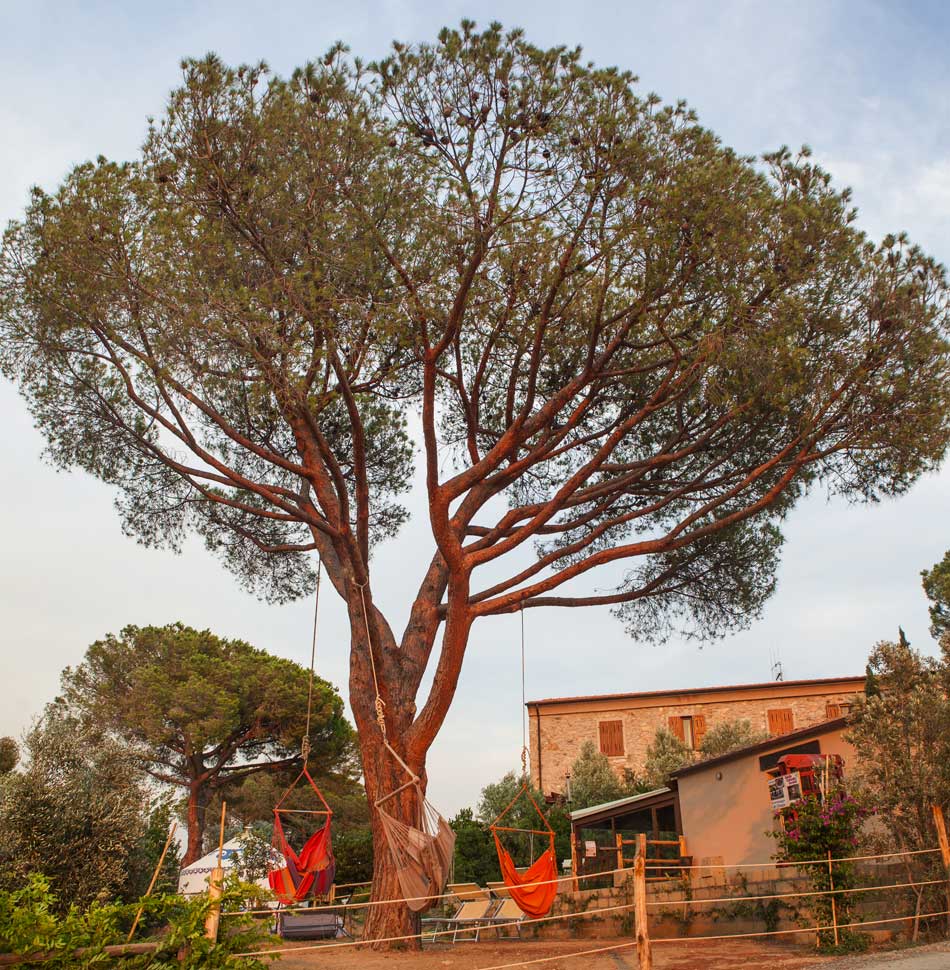 Restaurant and Market. Camping Orti di Mare, Lacona - Elba Island, Italy